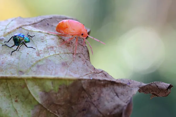 Bug Harlequin Tocmai Terminat Turnat Această Insectă Denumirea Științifică Tectocoris — Fotografie, imagine de stoc
