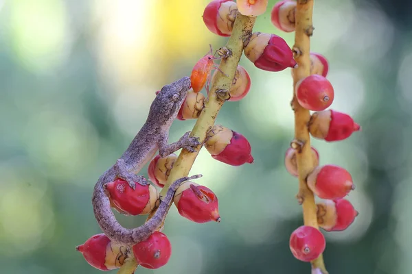 Flat Tailed House Gecko Preying Harlequin Bug Reptile Has Scientific Stock Image