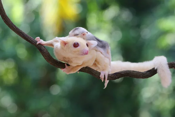 Una Azucarera Madre Alimenta Una Vid Bosque Mientras Sostiene Bebé — Foto de Stock