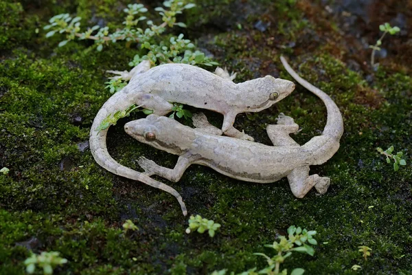 Par Geckos Casa Cauda Plana Preparar Para Acasalar Este Réptil — Fotografia de Stock