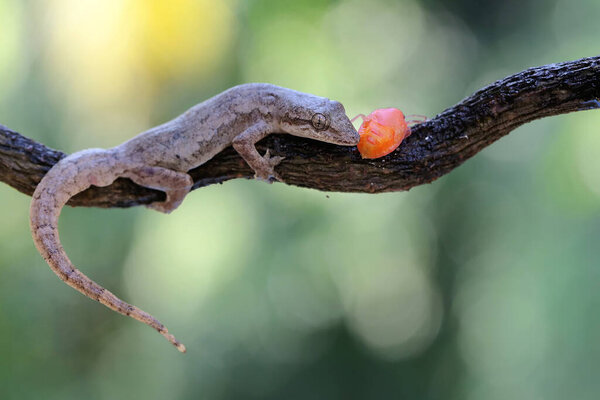 A flat tailed house gecko preying on a harlequin bug. This reptile has the scientific name Hemidactylus platyurus.