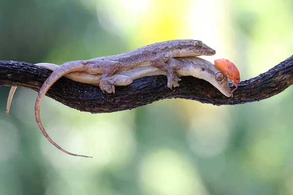 A pair of flat tailed house geckos prepare to mate. This reptile has the scientific name Hemidactylus platyurus.