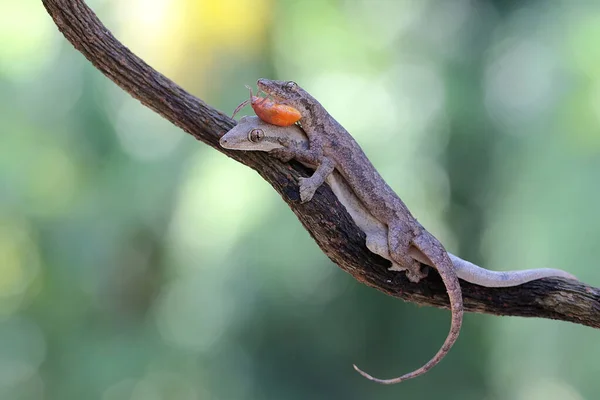 Dvojice Domorodých Gekonů Plochým Ocasem Připravuje Páření Tento Had Vědecké — Stock fotografie