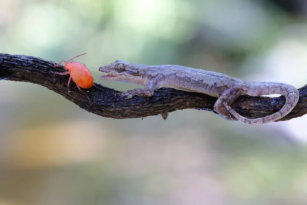 Geco Cola Plana Que Aprovecha Insecto Arlequín Este Reptil Tiene —  Fotos de Stock