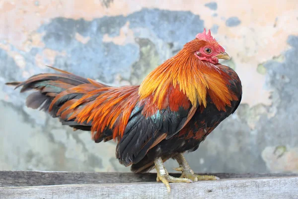 Ein Hahn Sucht Auf Dem Boden Nach Nahrung Tiere Die — Stockfoto