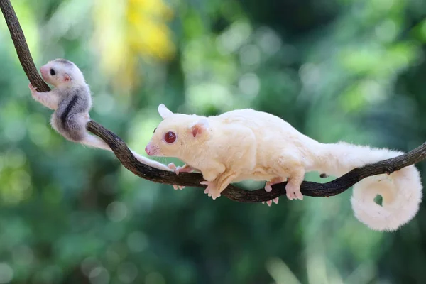 A mother sugar glider is foraging on a vine in the woods while babysitting. This marsupial mammal has the scientific name Petaurus breviceps.