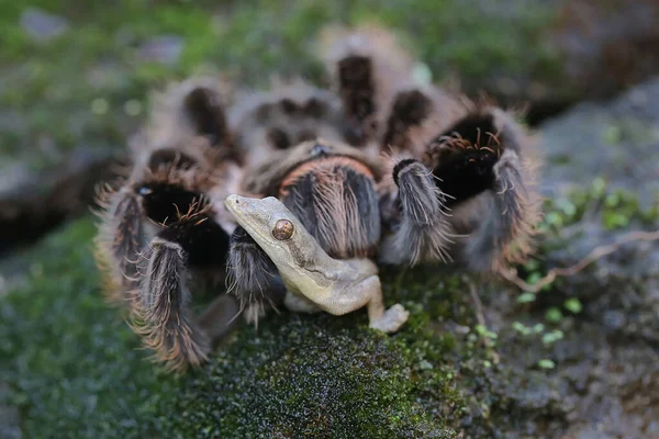 타란툴라 가작은 도마뱀붙이에 종류는 있지만 인간에게 치명적 아니다 — 스톡 사진