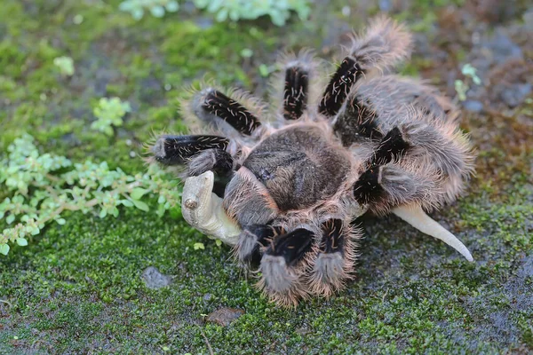 Una Tarántula Aprovecha Pequeño Geco Todos Los Tipos Son Venenosos — Foto de Stock