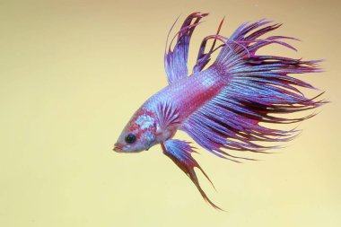 Bir betta balığı (Betta sp) tipi Crowntail zarifçe yüzüyor.
