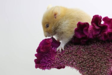 Suriyeli bir hamster (Mezocricetus auratus) yabani bir çiçekten atlamaya hazırlanıyor.
