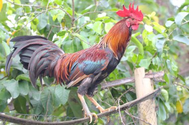 Bir horoz yerde yiyecek bir şeyler arıyor. Eti için yetiştirilen hayvanların bilimsel adı Gallus gallus domesticus 'tur..
