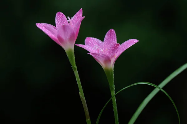 Beauty Rain Lily Flower Blooms Perfectly Full Morning Dew Pink — Stock Photo, Image