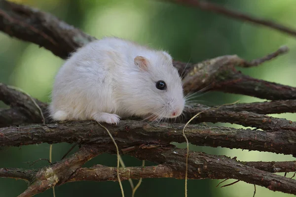 Seekor Campbell Dwarf Hamster Mencari Makan Kayu Kering Hewan Pengerat — Stok Foto