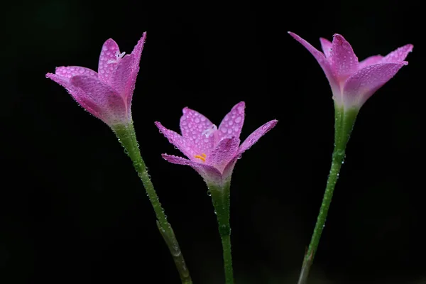 Beauty Rain Lily Flower Blooms Perfectly Full Morning Dew Pink — Stock Photo, Image