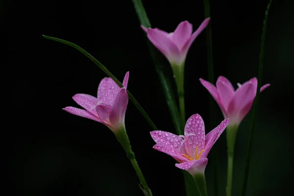 Beauty Rain Lily Flower Blooms Perfectly Full Morning Dew Pink — Stock Photo, Image