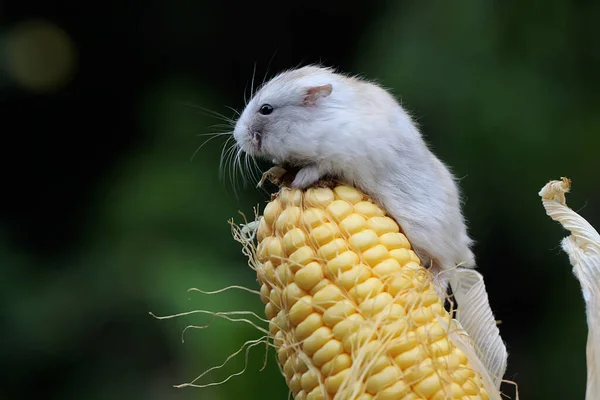 Hamster Nain Campbell Mange Maïs Sucré Rongeur Nom Scientifique Phodopus — Photo