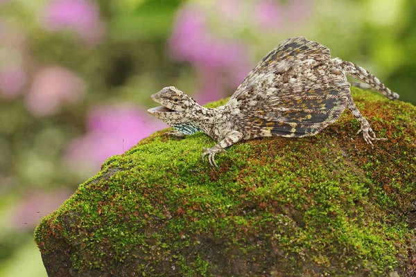 Flygande Drake Solar Innan Den Påbörjar Sina Dagliga Aktiviteter Reptilen — Stockfoto