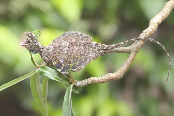 Uçan bir ejderha günlük aktivitelerine başlamadan önce güneşleniyor. Bu sürüngenin bilimsel adı Draco Volans. Doğal arkaplan ile seçmeli odak. 