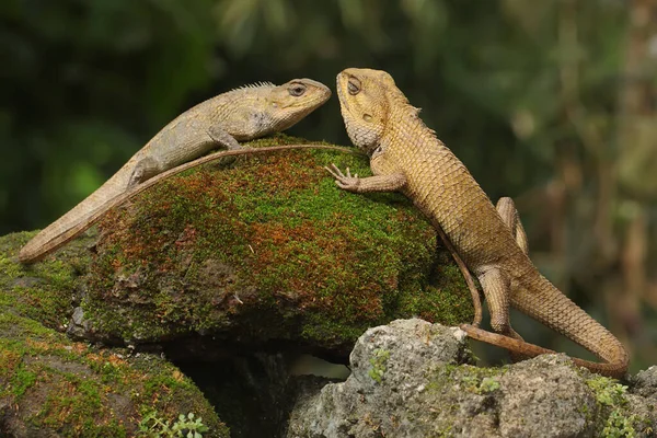 两个东方花园的蜥蜴在晒日光浴 这种爬行动物的学名是Calotes Versicolor — 图库照片