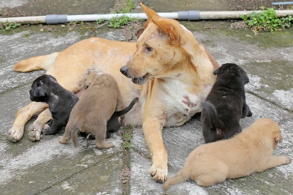 Una Perra Doméstica Madre Está Amamantando Sus Cachorros Recién Nacidos —  Fotos de Stock