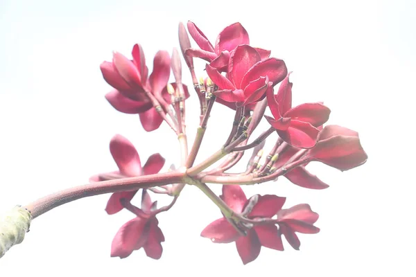 의아름다움 꽃에는 학명이 Plumeria — 스톡 사진