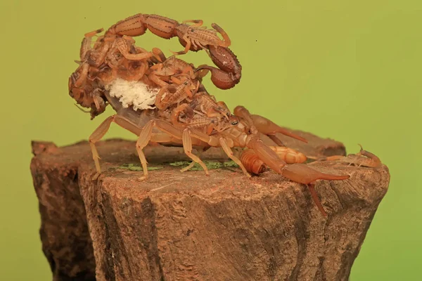 Una Madre Scorpione Hottentotta Hottentotta Sta Tenendo Braccio Suoi Piccoli — Foto Stock