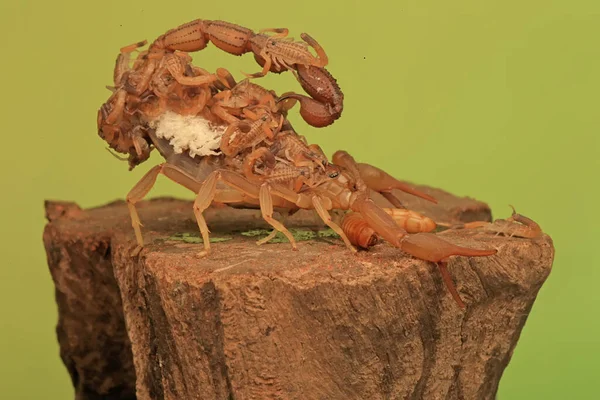 Uma Mãe Escorpião Hottentotta Hottentotta Está Segurando Seus Bebês Para — Fotografia de Stock