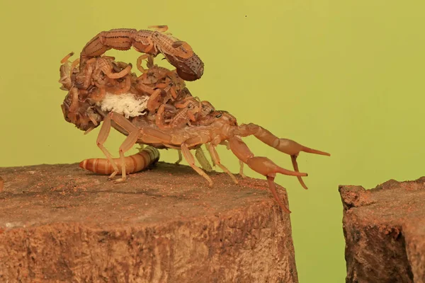 Una Madre Escorpión Hottentotta Hottentotta Sostiene Sus Bebés Para Protegerlos — Foto de Stock