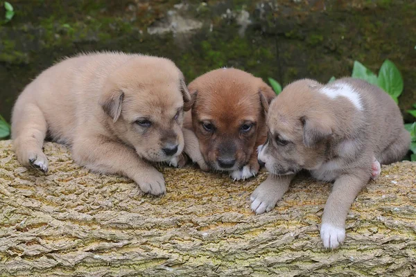 Drei Welpen Spielen Zusammen Dieses Säugetier Das Von Menschen Häufig — Stockfoto