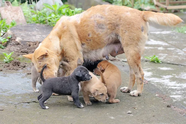 Una Perra Doméstica Madre Está Amamantando Sus Cachorros Recién Nacidos —  Fotos de Stock