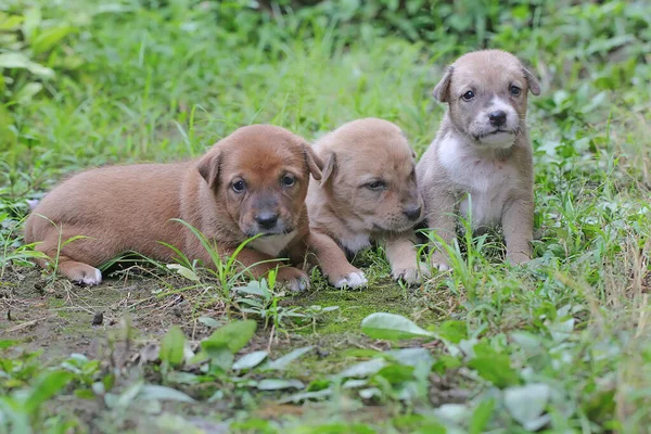 Tres Cachorros Jugando Juntos Este Mamífero Que Comúnmente Utilizado Como —  Fotos de Stock