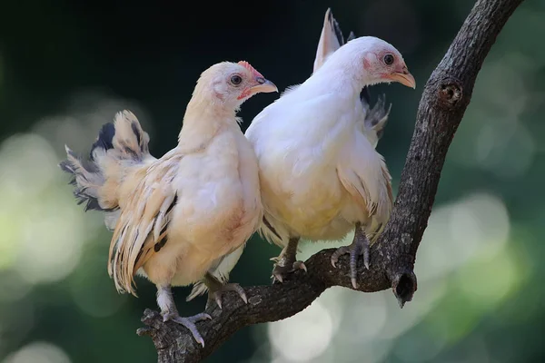 两只小鸡栖息在葡萄干上 这种动物的学名是 — 图库照片