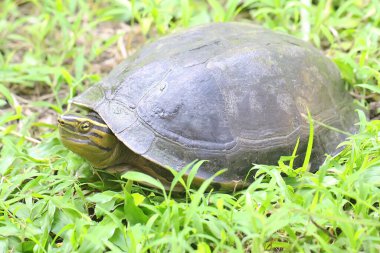 Bir Amboina Kutu Kaplumbağa veya Güneydoğu Asya Kutu Kaplumbağası güneşleniyor. Bu kabuklu sürüngenin bilimsel adı Coura amboinensis..