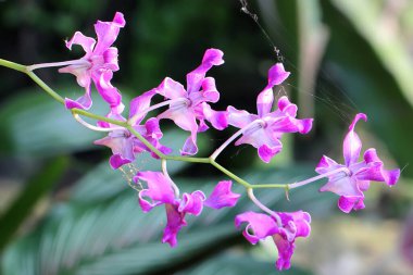 Çiçek açmış bir aşçı kasabası orkideleri koleksiyonu. Bu güzel çiçekli orkidenin bilimsel adı Dendrobium sp..