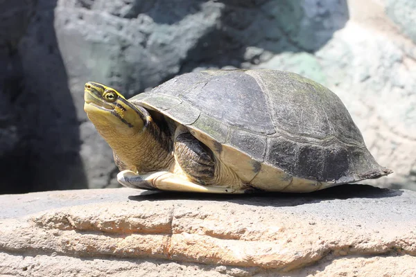 Amboina Box Turtleまたは東南アジアのBox Turtleが日光浴をしています 学名はCura Amboinensisです — ストック写真