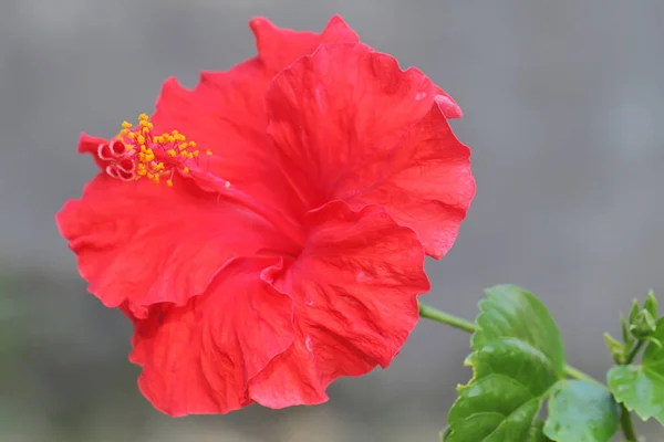 Piękno Czerwonych Kwiatów Hibiskusa Które Pełnym Rozkwicie Piękna Kwitnąca Roślina — Zdjęcie stockowe