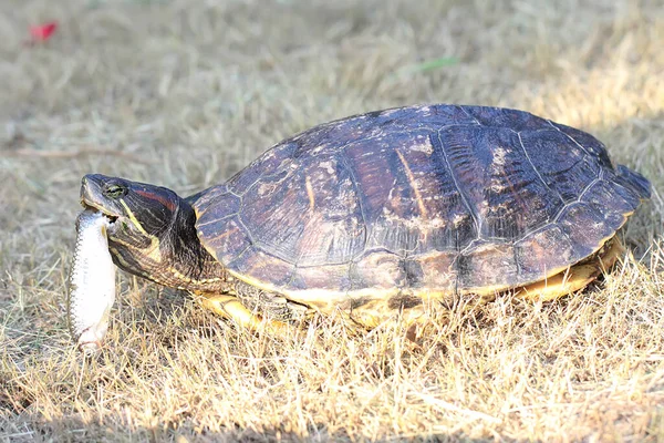 Een Roodoorschildpad Jaagt Kleine Visjes Bij Rivier Dit Reptiel Heeft — Stockfoto