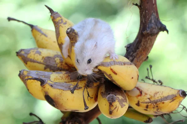 Hamster Enano Campbell Está Comiendo Plátano Maduro Este Roedor Tiene — Foto de Stock