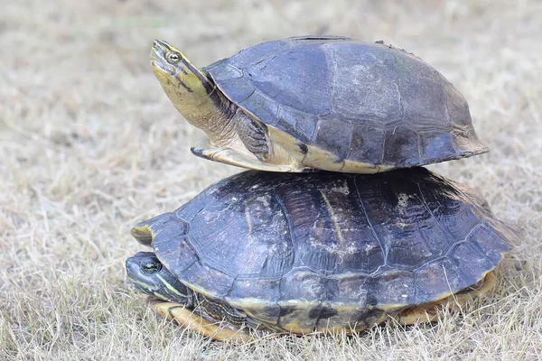 毎日の活動を開始する前に 2匹の赤い耳のスライダーのカメが日光浴です 学名はTrachemys Scripta Elegans — ストック写真