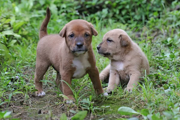 Dos Cachorros Jugando Juntos Este Mamífero Que Comúnmente Utilizado Como —  Fotos de Stock