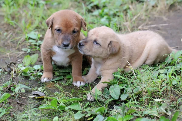 Zwei Welpen Spielen Zusammen Dieses Säugetier Das Von Menschen Häufig — Stockfoto