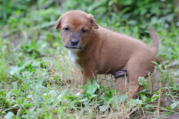 Cachorro Jugando Prado Este Mamífero Que Comúnmente Utilizado Como Mascota —  Fotos de Stock