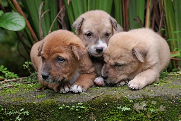 Drei Welpen Spielen Zusammen Dieses Säugetier Das Von Menschen Häufig — Stockfoto