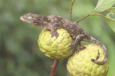 Bir Halmahera dev kertenkelesi elma ağacında avını arıyor. Endonezya, Halmahera Adası 'ndan gelen bu sürüngen bilimsel adı Gehyra marginata' dır.. 