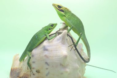 Bir çift Sumatra kan emici kertenkele güneş banyosu yapıyor. Sumatra Adası, Endonezya 'dan sürüngenlerin bilimsel adı Bronchocela hayeki' dir.. 