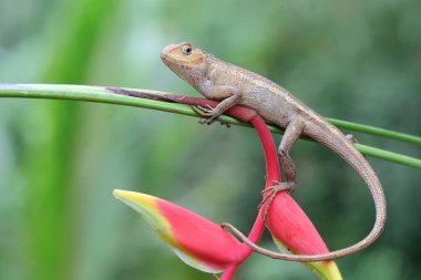 Avını arayan bir Sumatra kan emici kertenkele. Sumatra Adası, Endonezya 'dan sürüngenlerin bilimsel adı Bronchocela hayeki' dir.. 