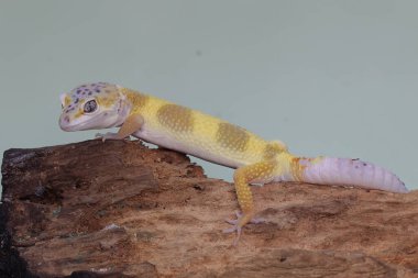 Çürüyen bir kütüğün üzerinde güneşlenen bir leopar kertenkelesi. Çekici renklere sahip sürüngenlerin bilimsel adı Eublepharis macularius 'dur.. 