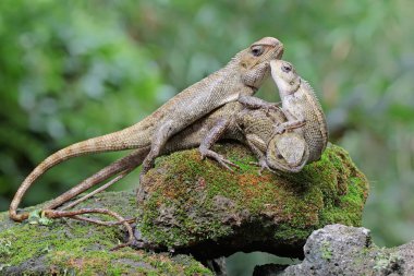 Üç oryantal bahçe kertenkelesi yosun kaplı bir kayanın üzerinde güneşleniyor. Bu sürüngenin bilimsel adı Calotes versicolor. 