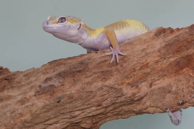Çürüyen bir kütüğün üzerinde güneşlenen bir leopar kertenkelesi. Çekici renklere sahip sürüngenlerin bilimsel adı Eublepharis macularius 'dur.. 