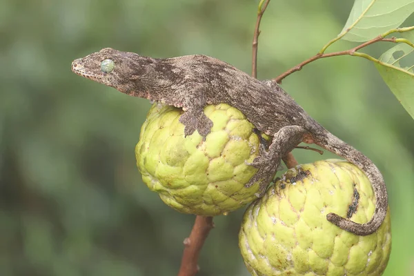 Bir Halmahera dev kertenkelesi elma ağacında avını arıyor. Endonezya, Halmahera Adası 'ndan gelen bu sürüngen bilimsel adı Gehyra marginata' dır.. 